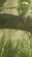horizontally bending tree trunk with ferns growing, and sunlight shining video