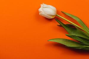 Lovely spring white tulip on vibrant orange background for special occasions photo