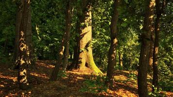A forest filled with lots of trees and leaves video