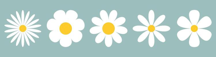 Daisy chamomile flower. Set of Daisy Chamomile silhouettes of different shapes on coloured background. White flowers with yellow centre in minimalistic style. vector