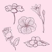 Flower Simple Sketches Collection vector