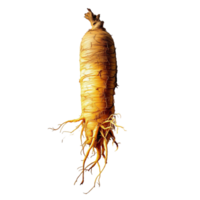 Majestic Ginseng Root A Close Up View of Nature Ancient Remedy on Transparant Background png
