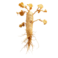 A Detailed Close-Up of a Ginseng Root with its Extensive Root System and Leaves png