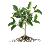 Green Plant with Visible Roots in SoilGreen Plant with Visible Roots in Soil png