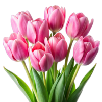 A close-up shot of a bunch of pink tulip flowers on a white background. The tulips are arranged in a bouquet with their stems visible. png