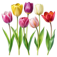 A digital illustration of seven tulips with different colors and poses, isolated on a white background. png
