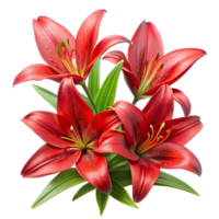 A group of red lilies with green leaves, isolated on a white background. The lilies are in full bloom, showing their delicate petals and bright red color. png