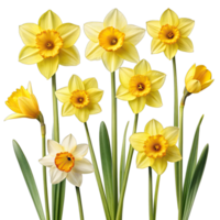A close-up shot of a cluster of daffodil flowers in different poses, isolated against a white background. png