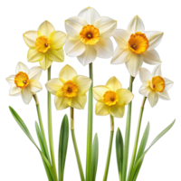 A close-up image of a bunch of daffodil flowers with yellow centers and white petals, arranged in different positions against a white background. png