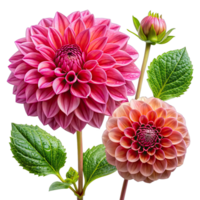A close-up image of two pink dahlias with a bud and green leaves against a white background. png