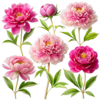 A set of six pink peony flowers, each in a different pose, isolated on a white background. png