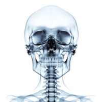 3D Human Skeleton With Anatomical Model On Transparent Background png