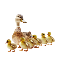 a family of ducks on a transparent background png