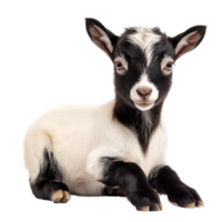 Sweet Black And White Kid Goat Sitting Pose Transparent Background png