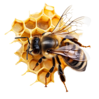 Swarm Of Bees On Honeycomb Structure Transparent Background png