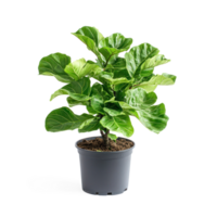 Fiddle Leaf Fig isolate on transparent background png
