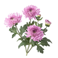 Chrysanthemum flower isolate on transparent background png