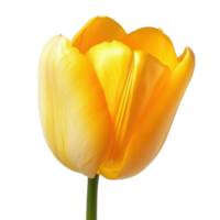 A Tulip isolate on transparent background png