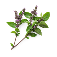 Basil isolate on transparent background png
