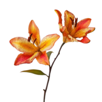 Lily isolate on transparent background png