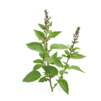 a plant with leaves on it, on a transparent background png