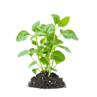 Spinach isolate on transparent background png