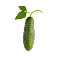 A Cucumber isolate on transparent background png
