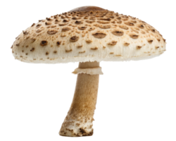 Single mushroom on a transparent background png