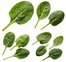 Green spinach leaves isolated on a white background. Spinach growing kit. Flat layer photo