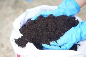 Close up hands wear blue gloves, holds compost from sack. Concept, agriculture crops nourishment by using compost for organic farming instead of using chemical fertilizers. photo