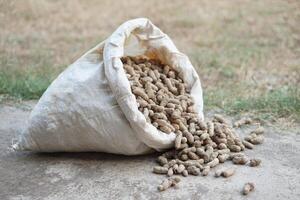 Sack of peanuts on the floor. Concept agriculture crops. Farmers grow peanuts for selling, eating or processing to be agricultural food and snack ingredient. photo