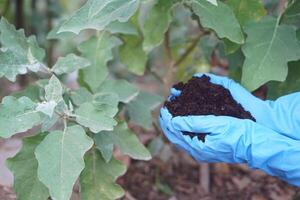 Farmer hands holds compost soil to fertilize plants in garden. Concept, agriculture crops nourishment by using compost for organic farming instead of using chemical fertilizers. photo