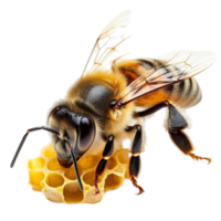 Honey Bee Sitting Honeycomb Transparent Background png