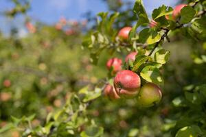 Red apples on an apple tree on a summer day in the garden photo