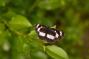 Butterfly on a green leaf in the forest. Macro. Limenitis glorifica. photo