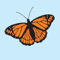 An illustration of a viceroy butterfly slightly slanted on a blue background vector
