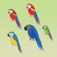 A collection of five different species of macaw, cartoon style vector