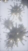 Bacteria virus or germs microorganism cells under microscope with depth video