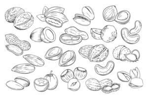 Hand drawn nuts. Set of different nuts. Pistachio, cashew, coconut, hazelnut and macadamia. Illustration in sketch style vector