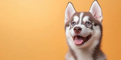Happy husky puppy with striking blue eyes against a bright orange background photo