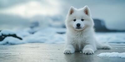 Cute white Samoyed puppy playing in the snow by the shore during a cloudy winter afternoon photo