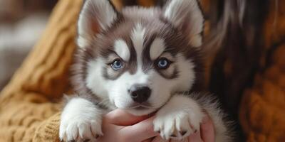 Cute husky puppy being held by a person in a cozy indoor setting during the afternoon photo