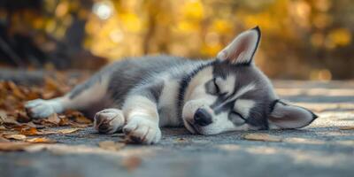 Cute husky puppy peacefully sleeping on a path covered in autumn leaves during a sunny day in the park photo