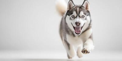 Playful husky runs joyfully in a bright, minimal studio setting emphasizing its energetic spirit and captivating features photo