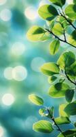 Lush green leaves illuminated by sunlight creating a vibrant natural background in a serene outdoor setting photo