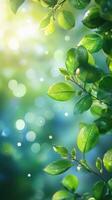 Lush green leaves glistening with water droplets in a sunlit environment during a tranquil morning photo