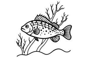 Crappie A favorite among anglers for its delicate taste eps vector
