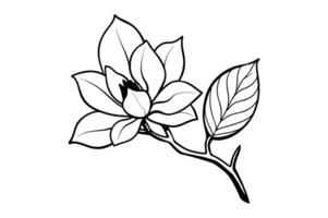 A white magnolia blossom on a sturdy tree branch eps vector