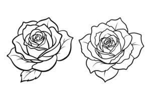 A white magnolia blossom on a sturdy tree branch vector
