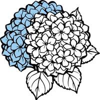 large blue hydrangea cluster in a summer garden vector